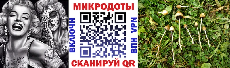 Псилоцибиновые грибы прущие грибы  закладка  Чайковский 